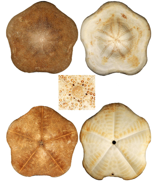 <p></p><p>class</p><p>label</p>