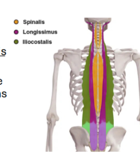 <p>Erector spinae muscles </p>