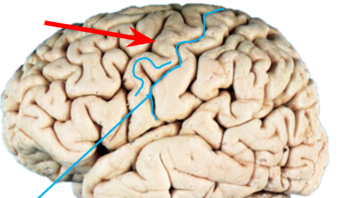 <p>Motor strip of primary <strong>motor </strong>cortex</p>