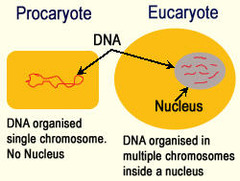 <p>Lacks a nucleus and membrane-bound organelles. </p><p>Ex: Bacteria</p>
