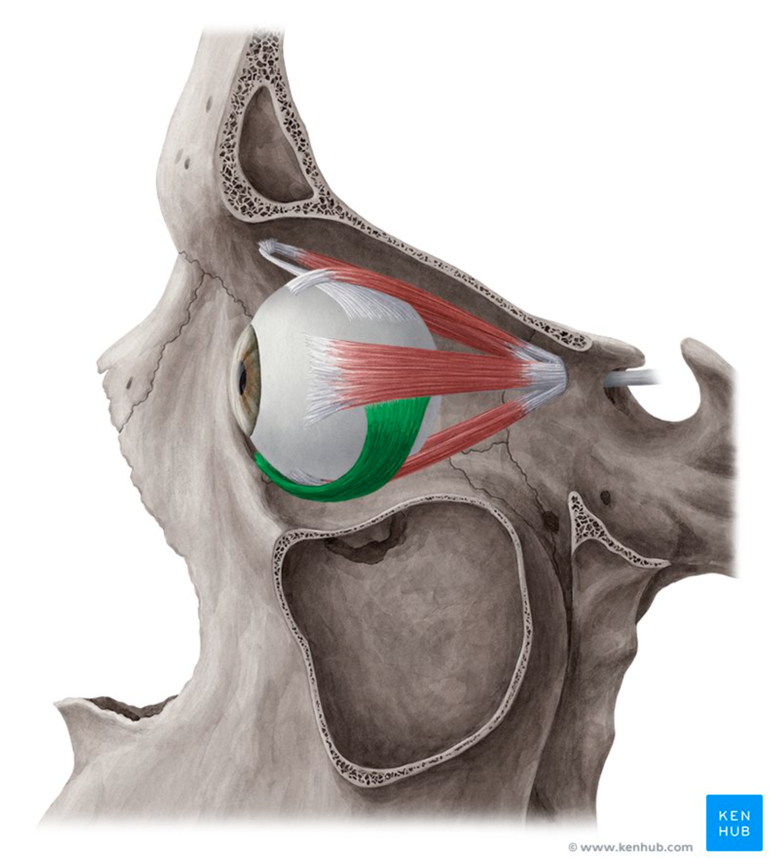 <p>Moves eye <strong>up</strong> and <strong>laterally.</strong></p>