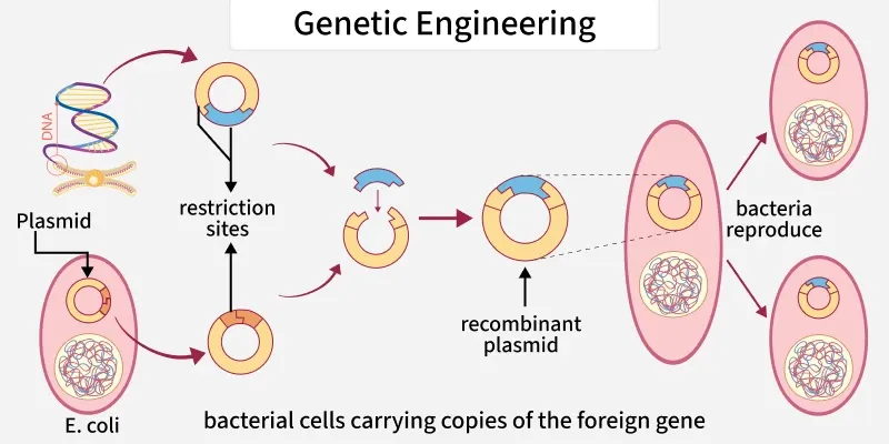 <p>Describe the stages of producing a<strong> genetically engineered bacteria.</strong></p>