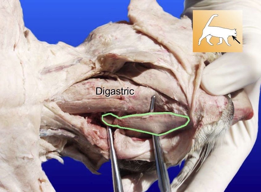 <p>Digastric</p><p>action: depresses mandible</p><p>s: n/a</p><p>a: masseter / temporalis</p><p></p><p></p>