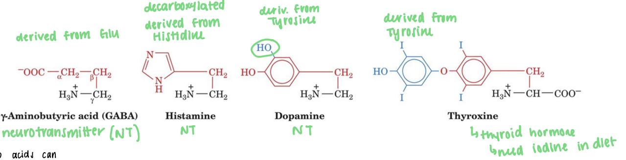 <ul><li><p>transport N (in form of amino groups)</p></li><li><p>be oxidized as metabolic fuels to provide energy</p></li><li><p>function as chemical messengers (a.a.-derived hormones)</p></li></ul><p></p>