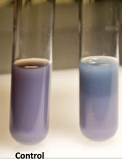 <p>Litmus Result</p>