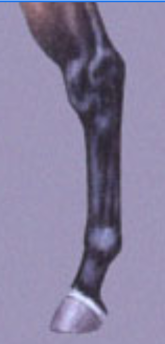 <p>leg marking</p>