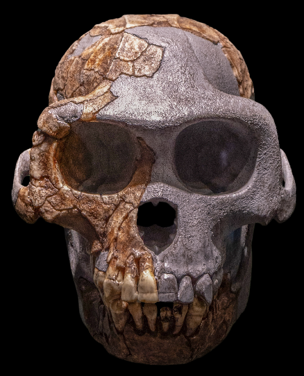 <ul><li><p>small brain (350cc)</p></li><li><p>bipedal based on foramen magnum, pelvis, femur, and foot</p></li><li><p>non honing canines</p></li><li><p>mix of climbing and walking adaptations</p></li></ul><p></p>