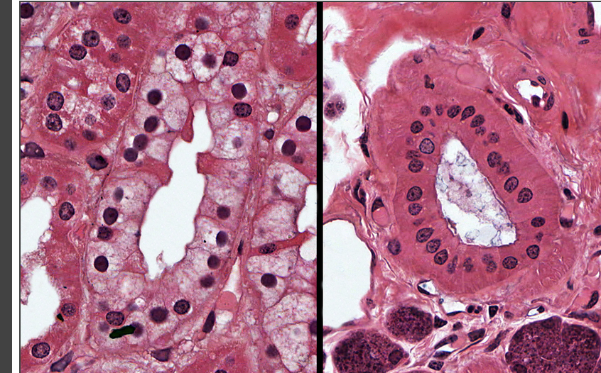 <p>what tissue type is this </p>