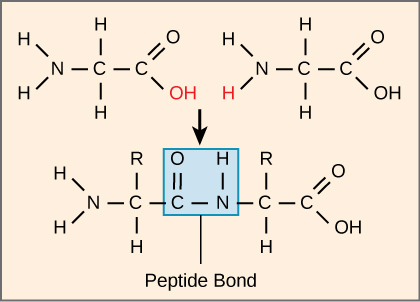 <p>Peptide bonds</p>