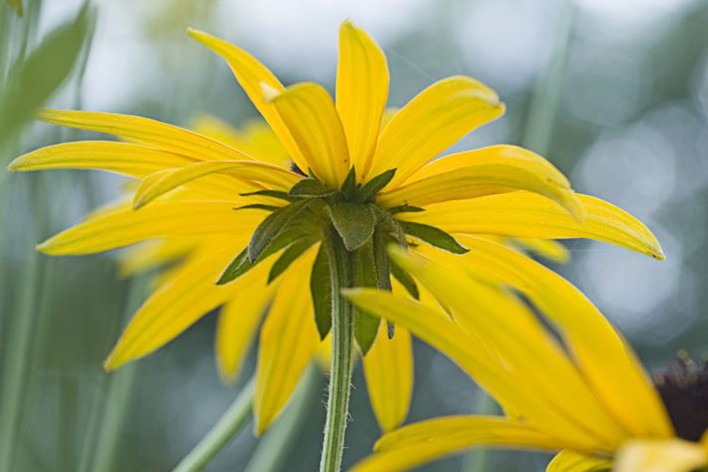<p><em>Rudbeckia fulgida</em> var. <em>deamii</em>: deciduous, evergreen or what?</p>