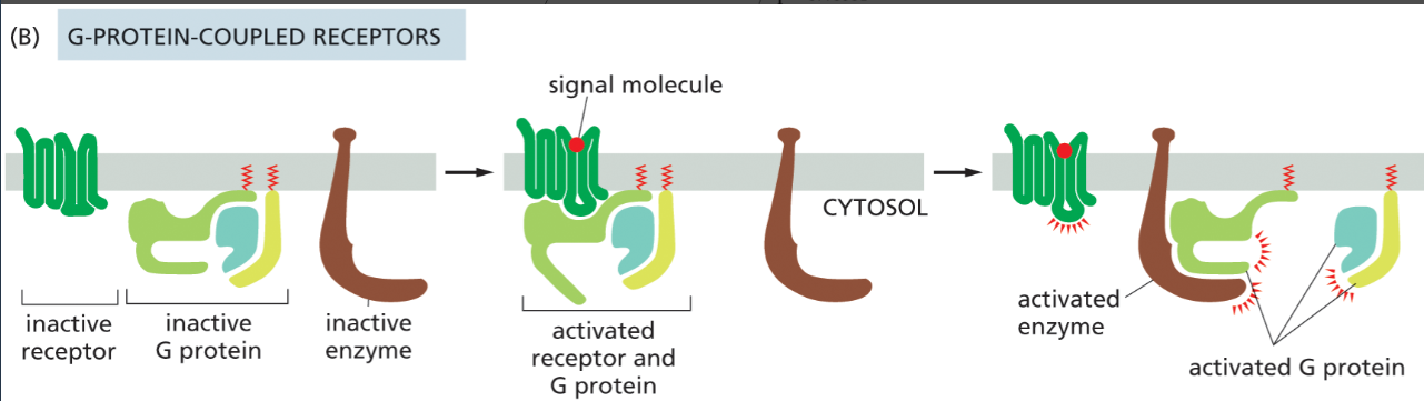 <p><span>binds its extracellular signal molecule, the activated receptor signals to a <strong>trimeric G protein on the cytosolic side</strong> of the plasma membrane, which then turns on (or off) an enzyme (or an ion channel; not shown) in the same membrane, activating an intracellular signaling cascade</span></p>