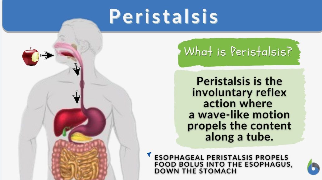 <p>Answer: A coordinated series of wave-like muscular contractions that propels a food bolus toward the stomach.</p><p>Extra Information:</p><ul><li><p>Peristalsis creates coordinated contraction behind and relaxation ahead of the bolus.</p></li></ul><p></p>