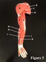 <p>H</p>