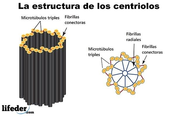 <p>Cuantos microtubulos conforman un centriolo?</p>