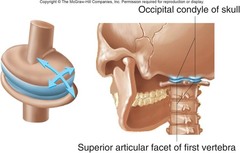 <p>convex surface which joins with a concave elliptical cavity (wrist joint)</p>