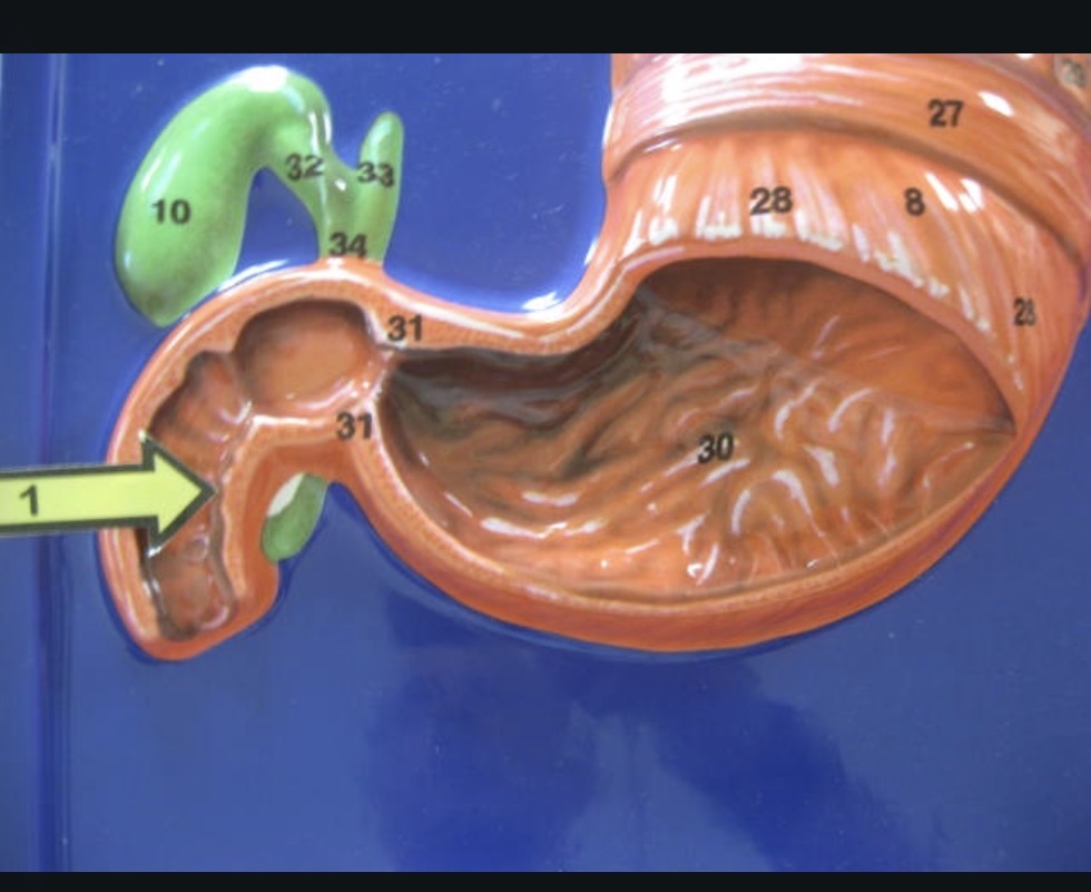 <p>Small intestine </p>