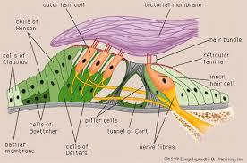 <p>inner ear</p>