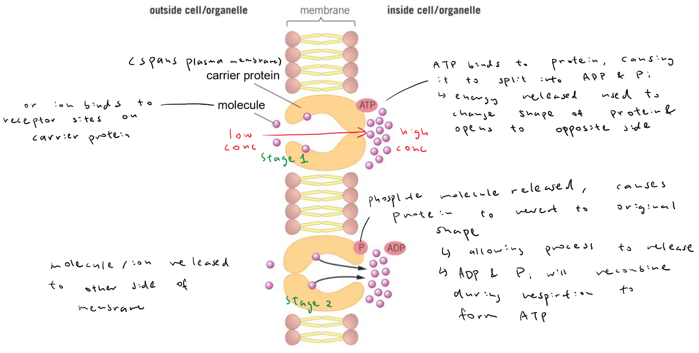 <ul><li><p>molecules and ions using ATP and carrier proteins</p></li><li><p>ATP + H2O → ADP + Pi + energy</p><ul><li><p>reversible</p></li><li><p>condensation/ hydrolysis</p></li><li><p>ATP hydrolase or ATP synthase (phosphorylation)</p></li></ul></li></ul><p></p>