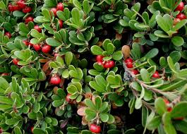<p><strong>Common Name</strong>: <span style="background-color: transparent;">Bearberry, kinnikkinnick</span></p><p><strong>Parts Used</strong>: <strong>Dried leaf</strong>, berries</p><p><strong>Use/s</strong>: Diuretic, astringent, UTI antiseptic</p><p><strong>Major Metabolites</strong>: <strong>Arbutin (phenolic/hydroquinone glycosides)</strong>; tannins, flavonoids, phenolic acids</p>