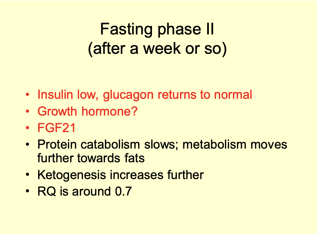 <p><strong>Can last for weeks or months</strong></p><ol><li><p>Initially high rate of protein usage as <strong>gluconeogenic source slows down</strong></p><ul><li><p>note: NOT TO ZERO</p></li></ul></li><li><p>gluconeogenesis declines</p></li><li><p>Metabolism moves further towards the use of fats→ reaching something approaching a <strong>stead-state</strong></p></li><li><p>Liver glucogen levels are low</p><ul><li><p>but small labile pool remaining</p></li></ul></li><li><p>Brain account for 70-80% of total glucose use</p><ul><li><p>the rest= RBC </p></li></ul></li><li><p>After a few weeks→ brain can derive up to 75% of its energy from <strong>ketone bodies</strong></p></li></ol><p>RQ= 0.7</p>