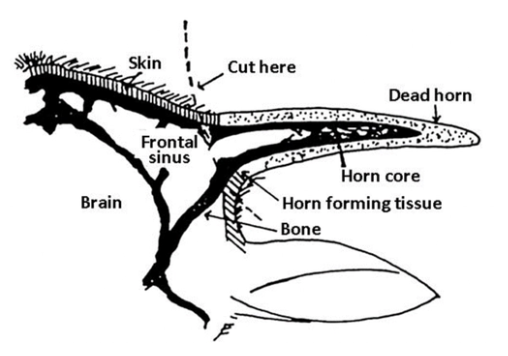 <p><u>Aetiologies:</u> Secondary to</p><ol><li><p>Dehorning → Open sinus formation</p></li><li><p>Trauma (fighting)</p></li><li><p>Respiratory disease (uncommon)</p></li></ol><p><u>Clinical Signs:</u></p><ol><li><p>Discharge form dehorning site</p></li><li><p>Nasal discharge (purulent/serosanguinous/epistaxis)</p></li><li><p>Exophthalmos (extension of infection to retrobulbar space)</p></li><li><p>Head tilt (extension to vestibular system)</p></li><li><p>Pyrexia (systemic illness when severe)</p></li></ol><p><u>Treatment:</u></p><ol><li><p>Sinus trephination</p></li><li><p>Sinus lavage</p></li><li><p>Systemic antibiotics</p></li><li><p>NSAIDs</p></li><li><p>± Cosmetic dehorning = Skin flap OR occlude hole</p><ul><li><p>Hope exposed bone and sinus hardens with granulation tissue to fill the defect in the frontal sinus</p></li></ul></li></ol><p></p>