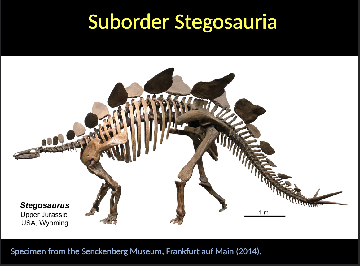 <p><span style="color: rgb(243, 243, 243);">Suborder Stegosauria</span></p><ul><li><p><span style="color: rgb(243, 243, 243);">Quadrupedal dinosaurs with a MASSIVE body.</span></p></li><li><p><span style="color: rgb(243, 243, 243);">DIPEDAL when running </span></p></li><li><p><span style="color: rgb(243, 243, 243);">They present osteoderms on the DORSAL side.</span></p></li><li><p><span style="color: rgb(243, 243, 243);">The tail can present SPIKES used for defense.</span></p></li><li><p><span style="color: rgb(243, 243, 243);">Stratigraphical range: JURASSIC – LOWER CRETACEOUS.</span></p></li></ul><p></p>