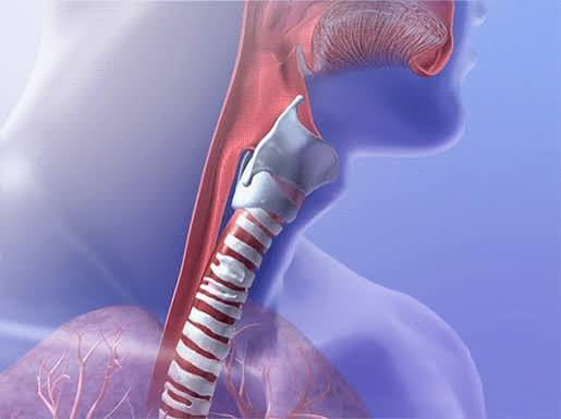 <p>Carries inhaled air from the larynx to the lungs; formed and protected by 16 c-shaped rings of cartilage</p>