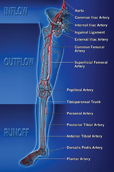 <p>abdominal / distal aorta</p><p>common iliac arteries</p><p>external iliac arteries</p>