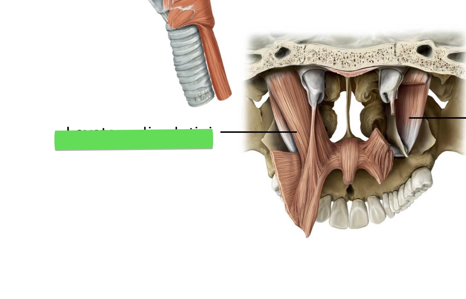 <p>Name the muscle, origin, insertion, innervation, action</p>