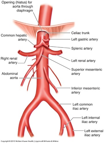 <p><span>Celiac trunk, superior mesenteric artery, renal arteries, inferior mesenteric artery, and common iliac arteries</span></p>