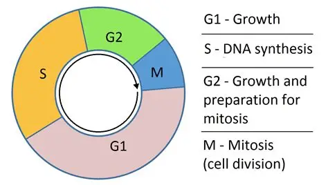 <p>They act during the <strong>S-phase</strong>, when DNA is being replicated.</p><p></p><p>G0</p><p>G1 = growth </p><p><strong>S = synthesis stage </strong></p><p>G2 = growth and preparation for M (mitosis)</p><p>M = Mitosis = PMAT </p><p></p><p></p>