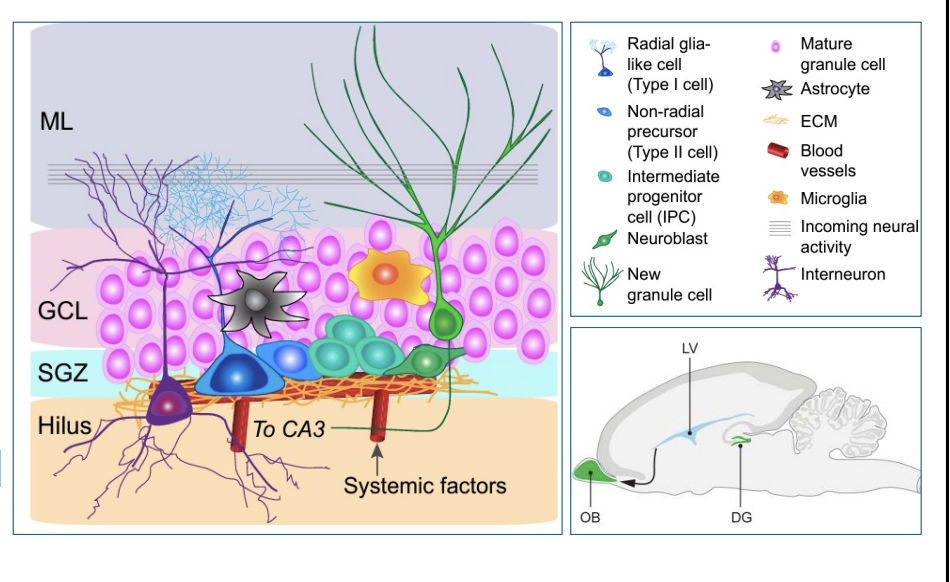 <p>dentate granule cells</p>