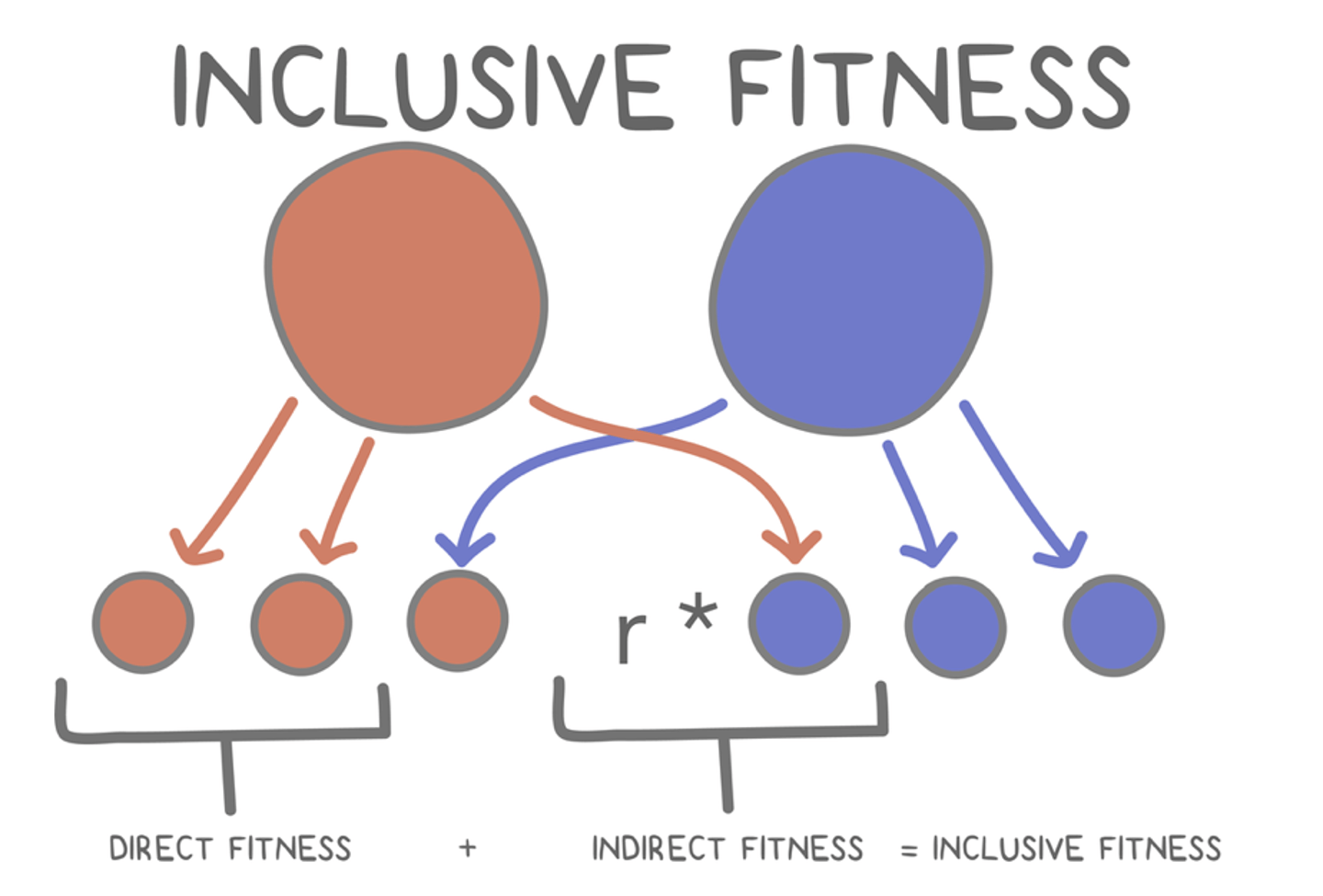 <p>sum of an animal's direct and indirect fitness</p>