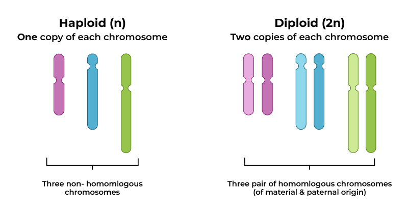 <p>haploid cells contain a single set of unpaired chromosomes (n), while diploid cells contain two complete sets of paired, homologous chromosomes (2n).</p>