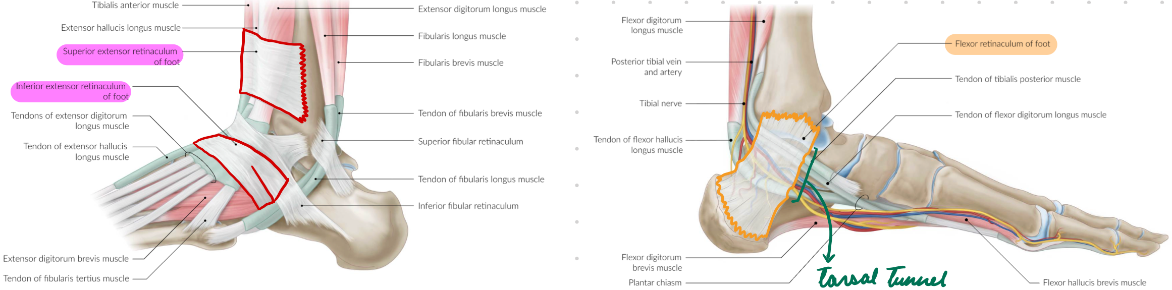 <p>Osteofibrous channel</p><p>Deep Border: Medial malleolus, talus, calcaneus</p><p>Superficial Border: Flexor retinaculum</p><p>Passage for:</p><ul><li><p>Tibial nerve</p></li><li><p>Posterior tibial artery + vein</p></li><li><p>Tendons of flexor hallucis longus, flexor digitorum longus, posterior tibialis</p></li></ul><p></p>