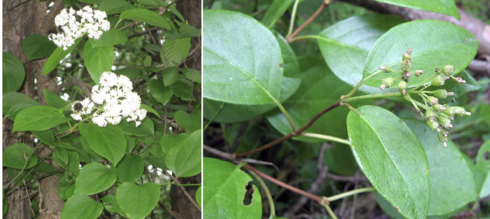 <p>Family<br>Genus<br>Species<br>Common Name</p>