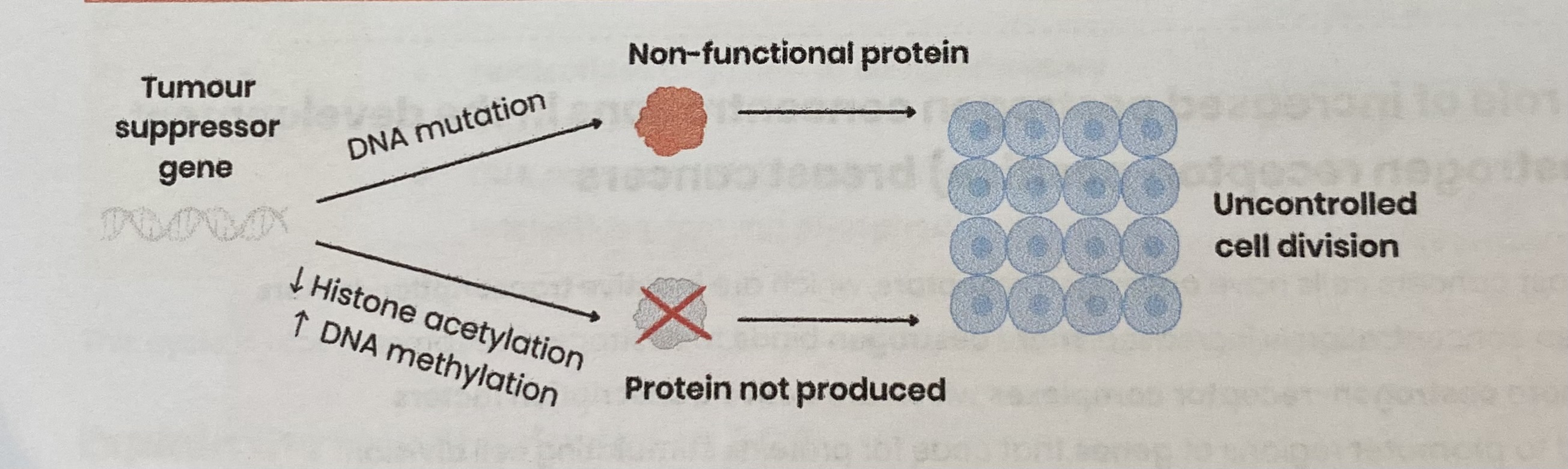 <ul><li><p><strong>Mutation </strong>in <strong>DNA</strong> base sequence→ production of<strong> non-functional protein</strong></p><ul><li><p>By leading to change in <strong>amino acid sequence</strong> which changes protein <strong>tertiary structure</strong></p></li></ul></li><li><p><strong>Decreased histone acetylation</strong> OR <strong>increased DNA methylation</strong>→ <strong>prevents production</strong> of protein</p><ul><li><p>By preventing binding of <strong>RNA polymerase</strong> to promotor region, <strong>inhibiting transcription</strong></p></li></ul></li><li><p>Both lead to <strong>uncontrolled cell division</strong> (cell division cannot be slowed)</p></li></ul><p></p>