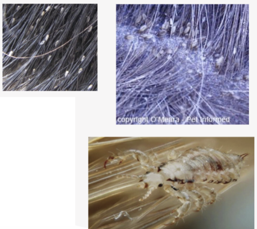 <p>What anthropod speacies is this?</p>