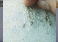 <p>Follicular casts </p><p>-loss of curls/ coat color change </p><p>(neck, head, dorsum, ears)</p>