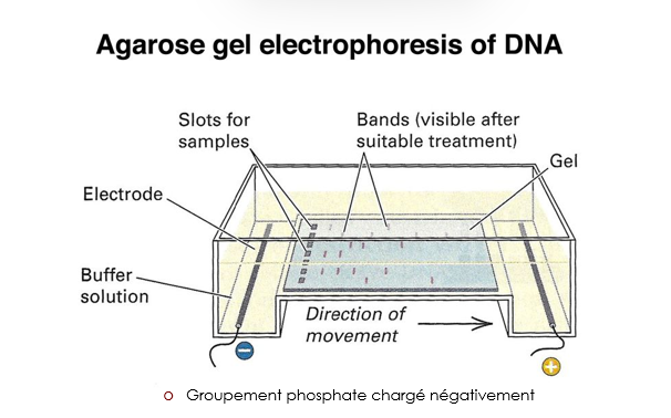 <ul><li><p>permet de faire migrer l’ADN sous un champ electrique </p></li><li><p>les fragments migrent selon leur taille </p></li></ul><p></p>