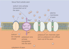 <p>sodium-potassium pump actively transports *3* Na⁺ ions *out* of the axon for every *2* K⁺ that are actively transported *in*</p><p>Higher concentration of K⁺ inside and higher concentration of Na⁺ ions outside produces an electrochemical gradient</p><p>Membrane more permeable to K⁺ ions leaving than Na⁺ ions entering (Na⁺ channels closed, K⁺ channels open)</p><p>K⁺ diffuses out down concentration gradient, generating resting potential of -70mV</p>