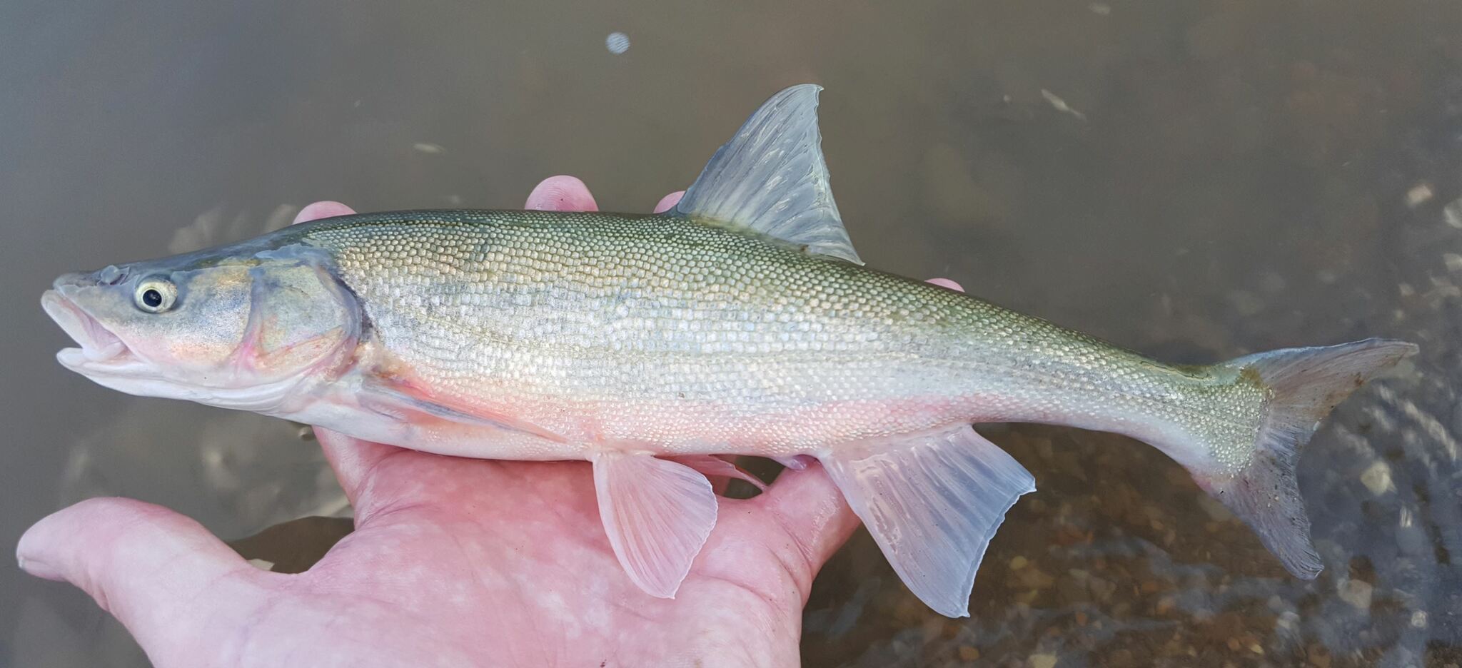 <p>Leuciscidae</p><p>Gila robusta (Roundtail chub) </p>