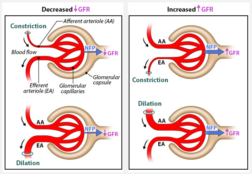 <p><strong>Glomerular filtration rate (GFR)</strong> and regulation of filtration</p>
