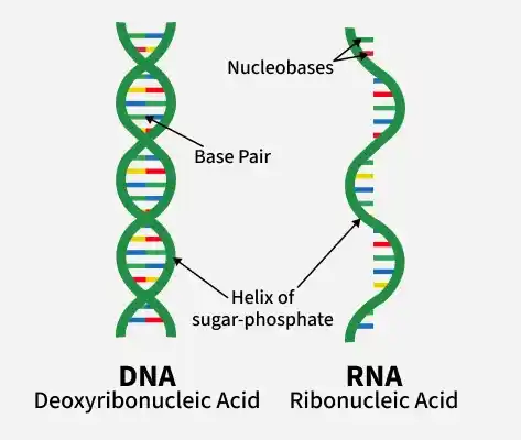 <p>Nucleic acids monomer:</p>