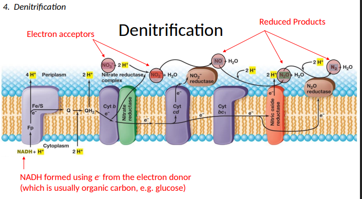 <p>electron donor (which is usually organic carbon, e.g. glucose)</p>