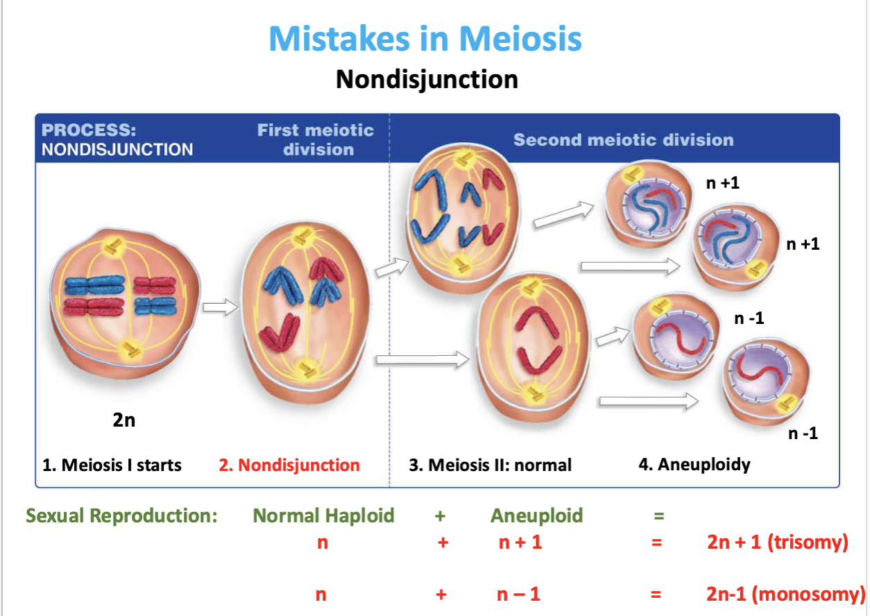 <p>Meiosis I or Meiosis II </p>