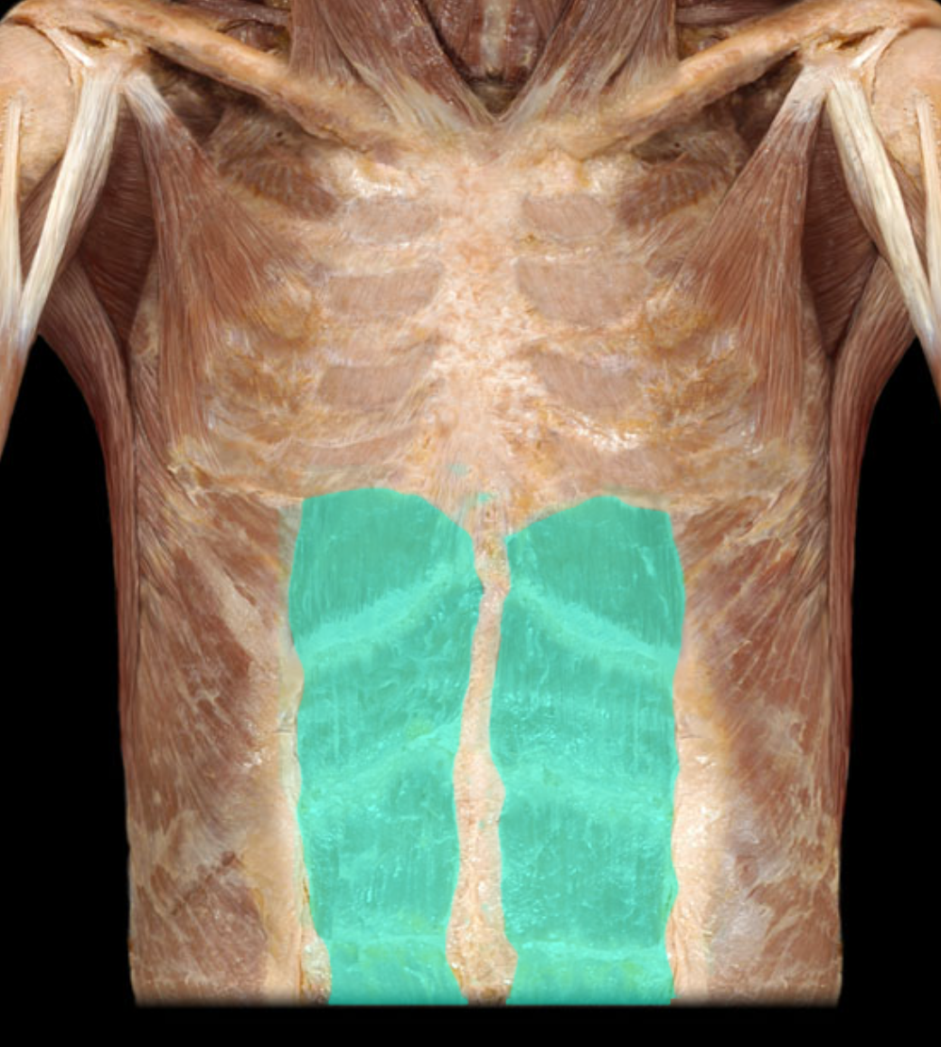 <p>Action:</p><ul><li><p>Flexion of trunk (sit-ups)</p></li><li><p>Compression of anterior abdominal wall</p></li></ul><p>Origin:</p><ul><li><p>Pubis (crest and symphysis)</p></li></ul><p>Insertion:</p><ul><li><p>Sternum (xiphoid process)</p></li><li><p>Costal cartilages 5-7</p></li></ul><p>Innervation:</p><ul><li><p>Ventral rami of T7-12 spinal nerves</p></li></ul><p>Comment:</p><ul><li><p>Three or four bellies, separated by tendinous intersections</p></li><li><p>Encased in fibrous (rectus) sheath</p></li><li><p>Important in "straining" (e.g., lifting, defecation, urination, child-birth)</p></li><li><p>Functions in respiration ("abdominal breathing")</p></li></ul><p></p>