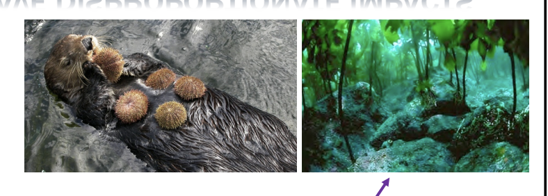 <ul><li><p>species that provide structural habitat for other species</p></li><li><p>Trees, coral reefs, sea kelp, mangrove trees are all foundational species because they provide physical structure that other species can live on/in</p></li></ul><p></p>