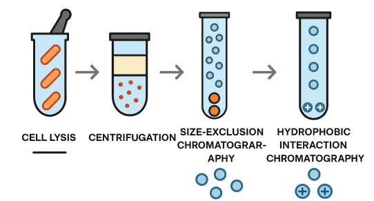 <ol><li><p>cell is lysed in test tube</p></li><li><p>centrifugation to separate soluble proteins (top) from other membrane components (bottom)</p></li><li><p>Proteins seperated using fractionation techniques: e.g., salt added and look for precipitation, chromatography (size-exclusion chromatography, hydrophobic interaction chromatography) </p></li></ol><ul><li><p>After each step, fractions tested for desired activity (e.g., DNA synthesis)</p></li></ul><p></p>