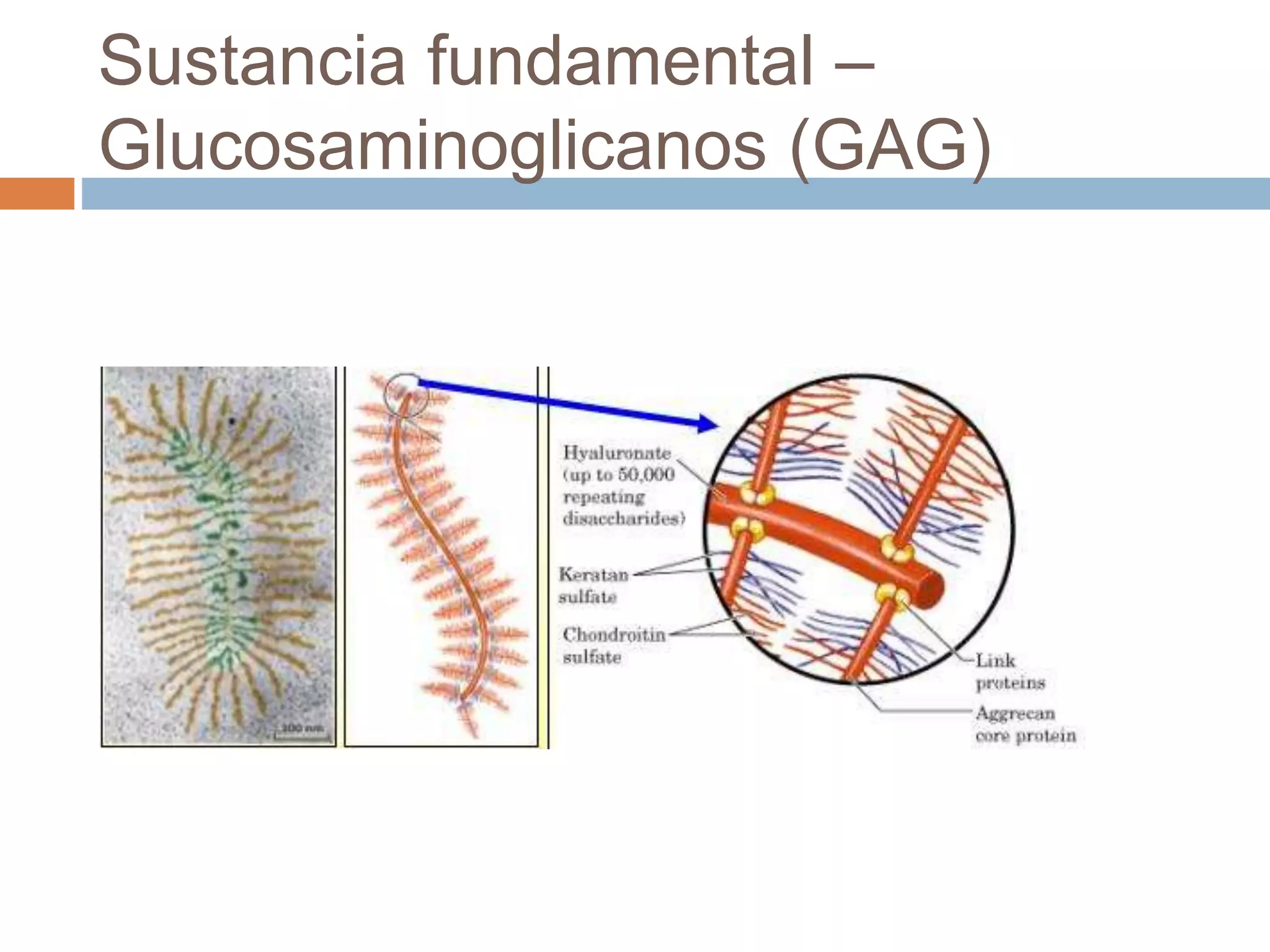 <p><strong>GLUCOSAMINOGLUCANOS (CLASIFICACIÓN)</strong></p>